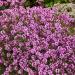 Creeping Thyme Magic CarpetGround Cover