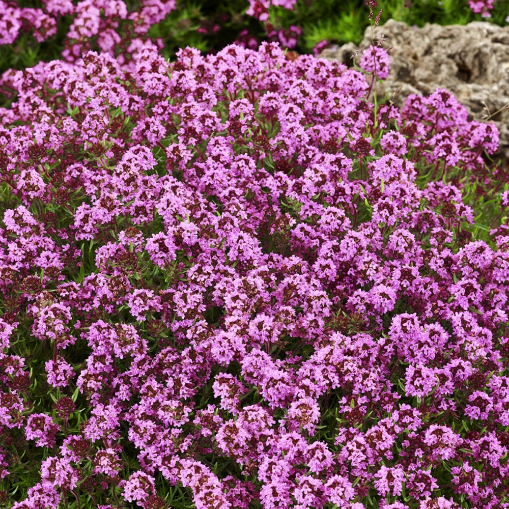 outsidepride magic carpet creeping thyme ground cover outsidepride magic carpet creeping thyme ground cover
