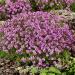 Thymus Serpyllum Magic Carpet Containers Plant