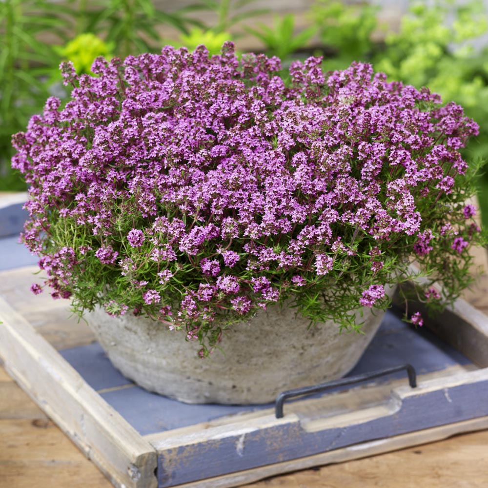 magic carpet creeping thyme