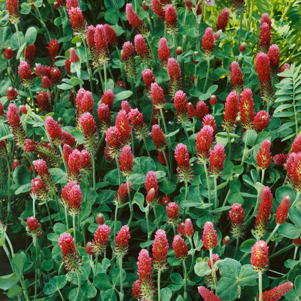 RED or WHITE or  CRIMSON Clover Seeds Green Manure WILD FLOWER 10g to 10KG BULK 