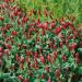 Dixie Crimson Clover