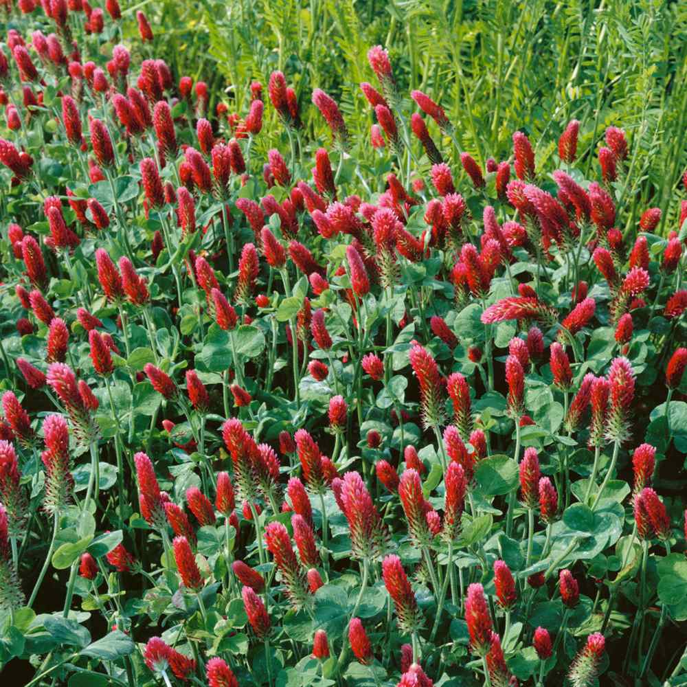 Crimson clover field