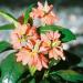 Crossandra Tropic Flame Container Plant