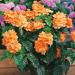 Crossandra Tropic Flame Garden Plant