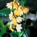 yellow splash crossandra flowers