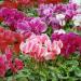 cyclamen seeds advantage