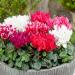 Cyclamen Persicum Container Plant