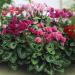 Cyclamen Persicum Flower Mix