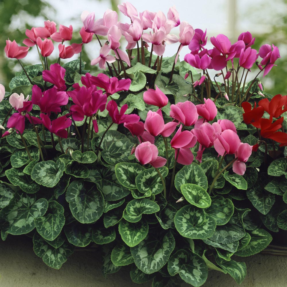 Cyclamen Persicum Flower Mix