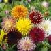 Dahlia Cactus Flower Mix