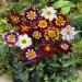 Dahlia Dandy Garden Flower Mix