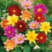 Dahlia Mignon Flower Seed Mix