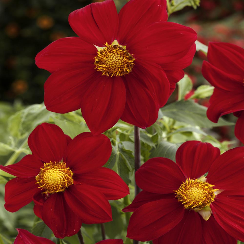 Flower Seeds Mignon Dahlia Variabilis Bloody Mary Bedding Pictorial Packet UK 