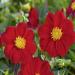 Dahlia Mignon Red Garden Flowers
