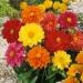 Dahlia Unwin Bedding Flower Mix