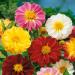 Dahlia Unwin Bedding Cut Flowers