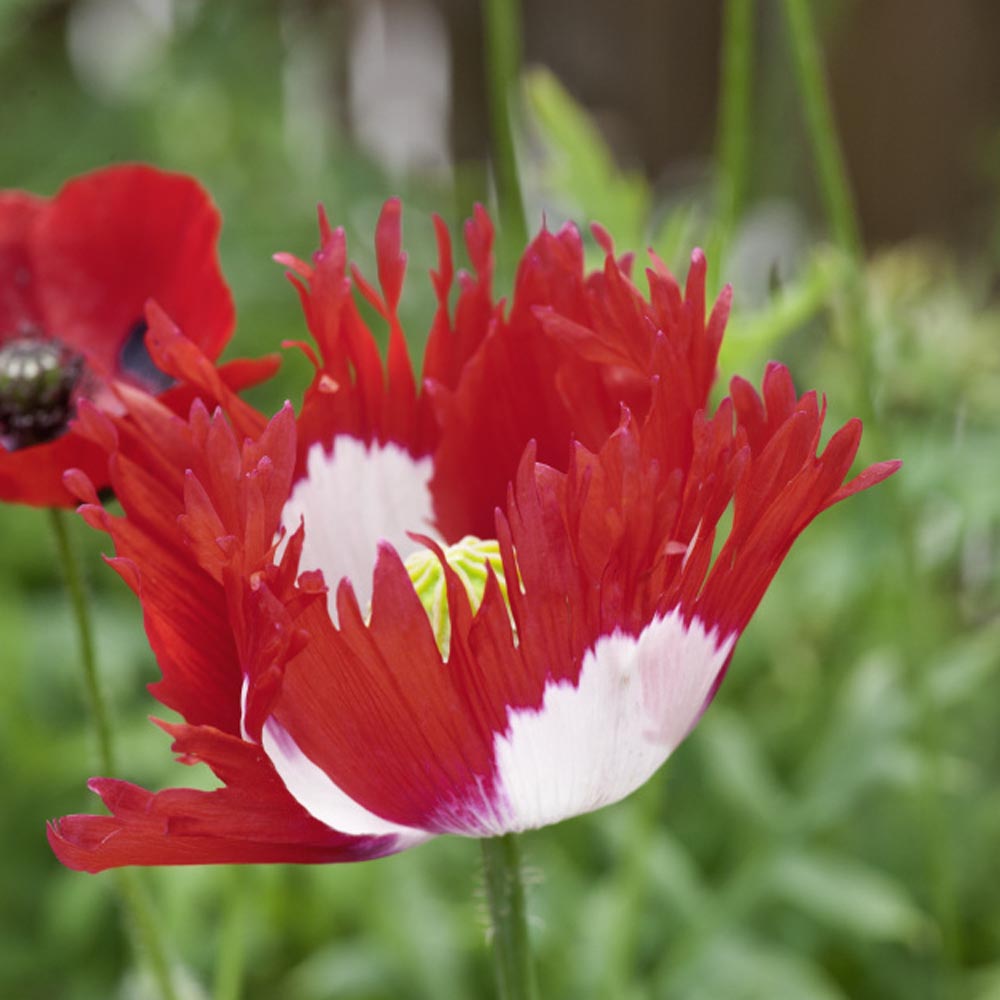  A Striking Flower!