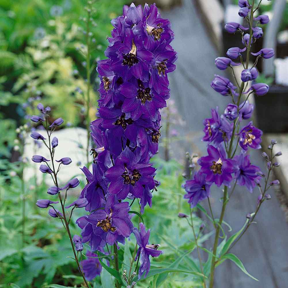 Delightful Garden Flower