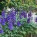 Delphinium Dark Blue White Bee Flower Seed