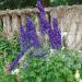 Delphinium Magic Fountains Dark Blue White Bee