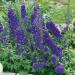 Delphinium Dark Blue White Bee