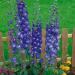 Delphinium Dark Blue White Bee Flowers