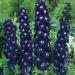 Delphinium Magic Fountains Dark Blue White Bee