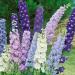 Delphinium Crystal Flower Seed Mix