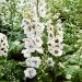 Delphinium Magic Fountains White Dark Bee