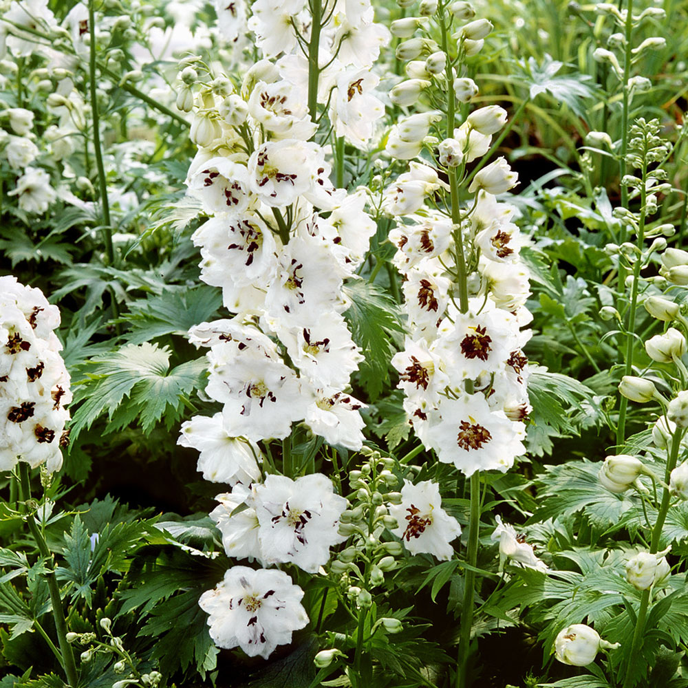 Delightful Garden Flower