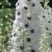 Delphinium Magic Fountains White Dark Bee Flowers