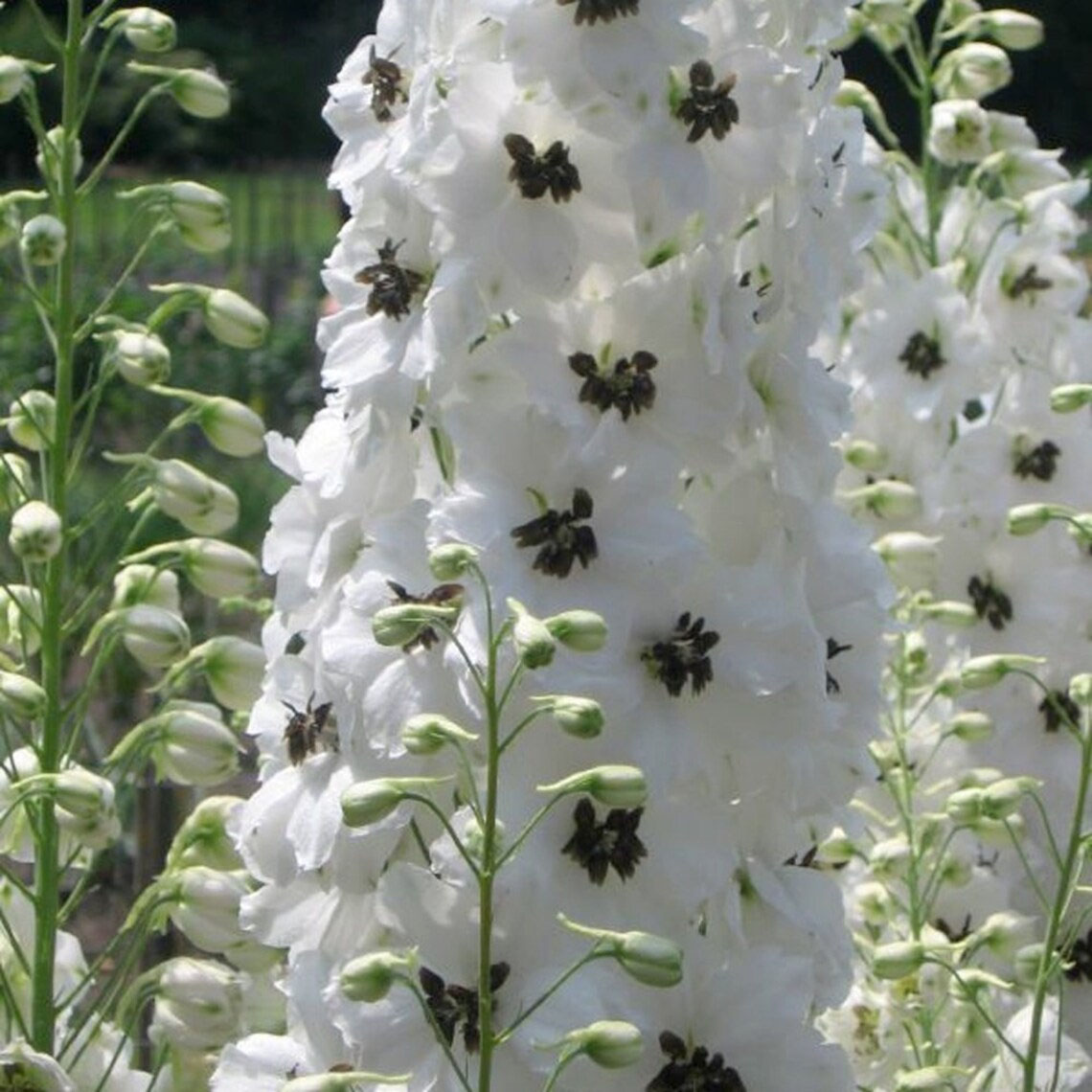 Magic Fountains Sky Blue White Bee - Delphinium Seed