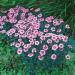 Perennial Dianthus Alwoodii Garden Flowers