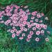 alwoodii dianthus flowers