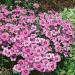 Alwood Pink Garden Flowers