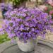 amurensis dianthus flowers