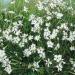 Dianthus Arenarius White Ground Cover