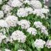 White Sweet William Garden Flowers