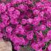 Dianthus Cheddar Pink Ground Cover