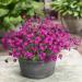 Dianthus Cheddar Pink Container Plant
