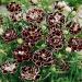 Dianthus Heddewigii Garden Flower