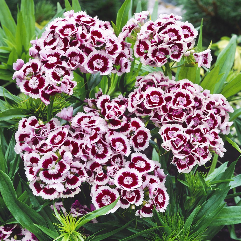 Dianthus Holborn Glory Flower Bed