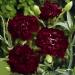 black carnation flowers