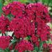 Dianthus Oeschberg Cut Flowers