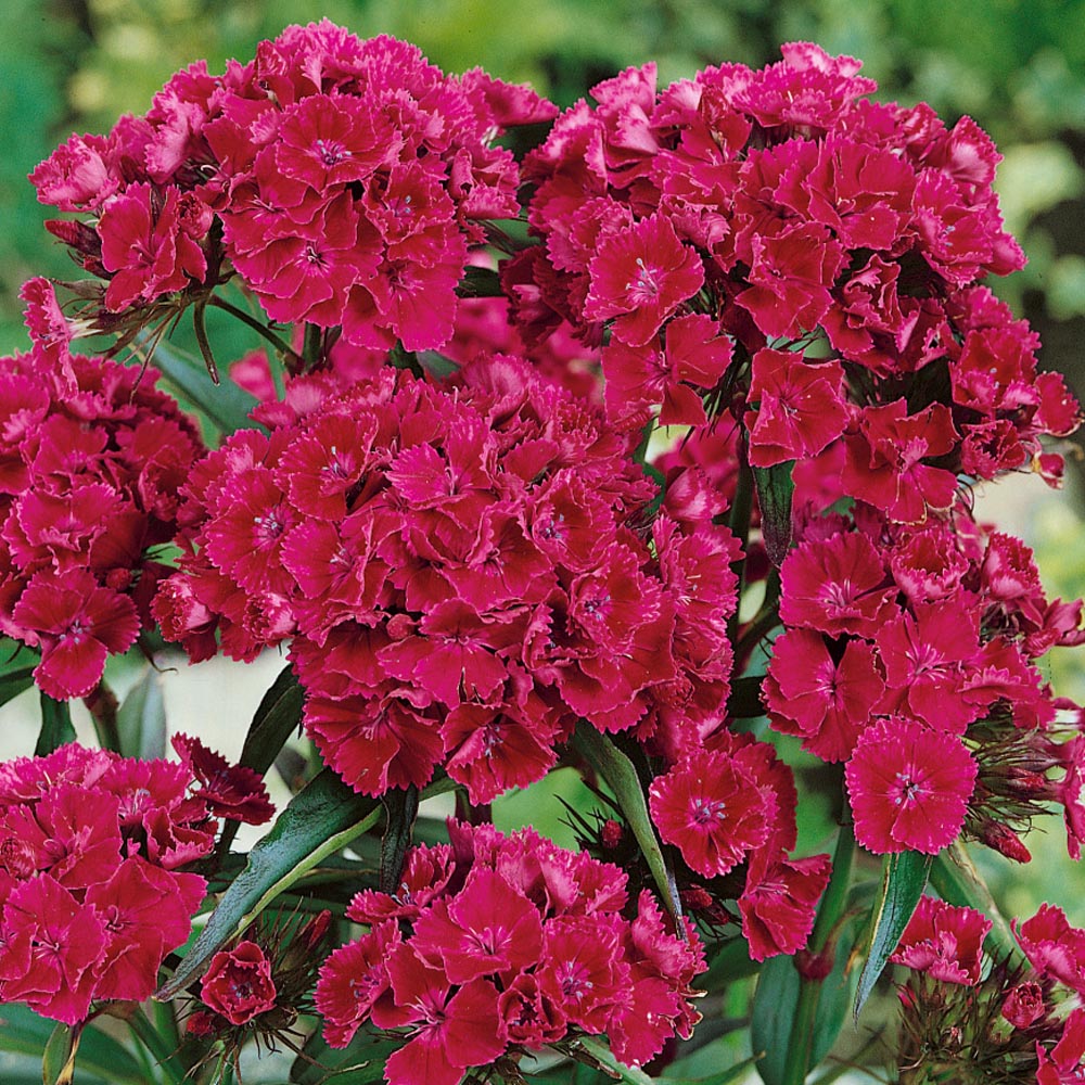 Dianthus Seeds Sweet William Oeschberg Flower Seed