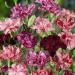 Carnation Chabaud Picotee Flower Mix