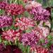 Dianthus Caryophyllus Chabaud Picotee Mix