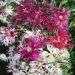 spooky dianthus flowers