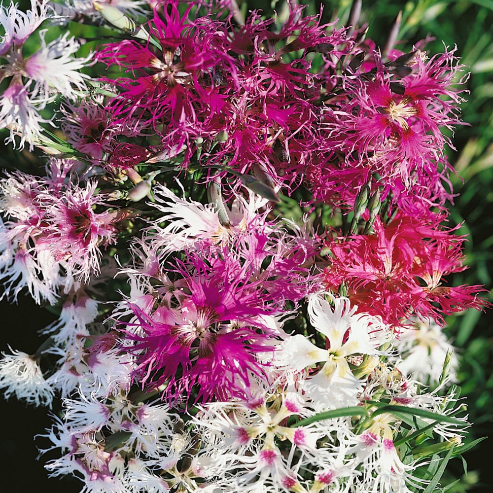 Dianthus Seed - Dianthus Superbus Spooky Mix Flower Seeds